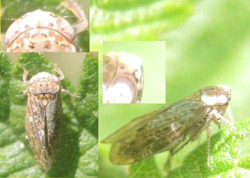 Allygus modestus